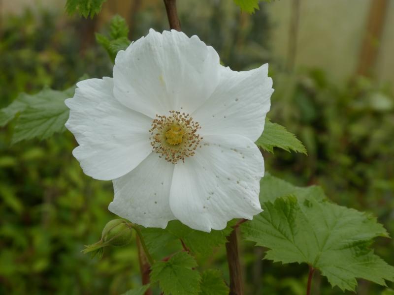 Weißblühende Rubus tridel Benenden