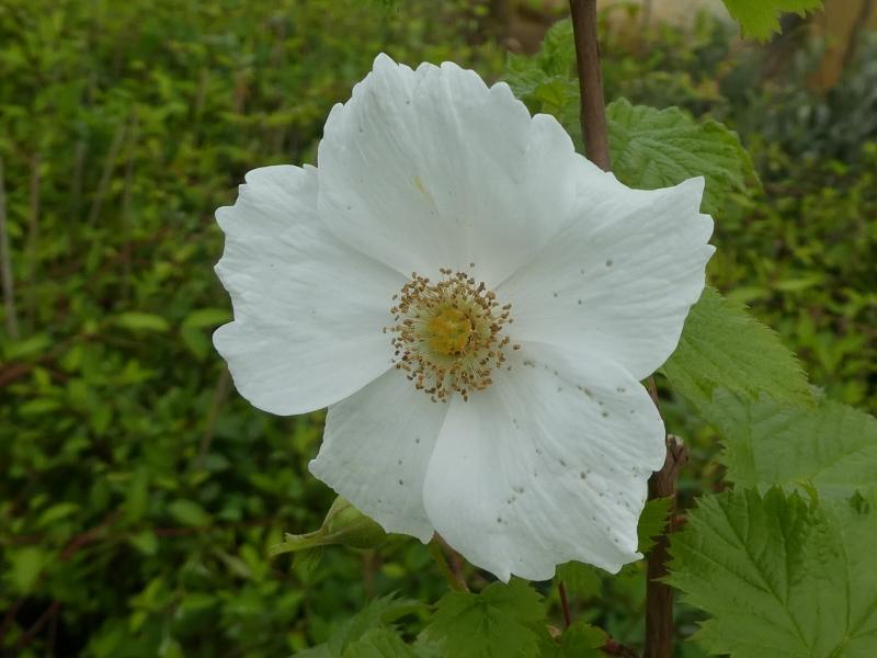 Hübsche Blüte der Rubus tridel Benenden