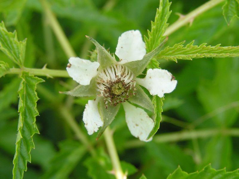 Die Blüte der Goldbeere