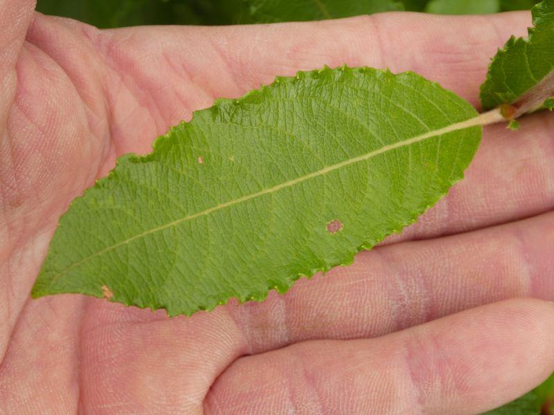 Salix aegyptiaca