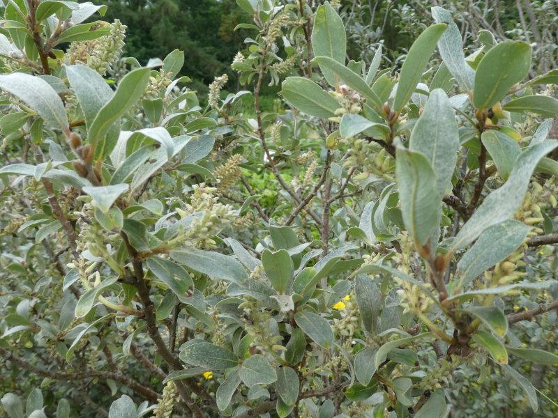 Salix glaucosericea mit Blütenständen