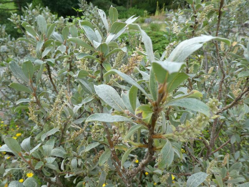 Salix glaucosericea