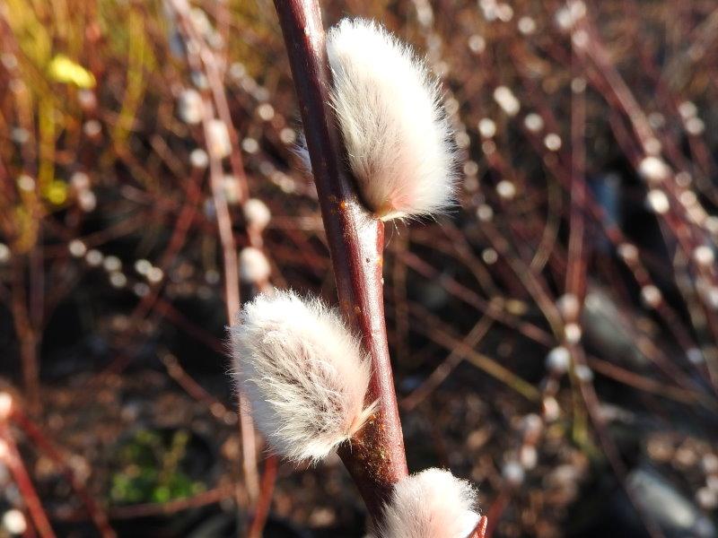 Schöne Kätzchen der Salix hungarica