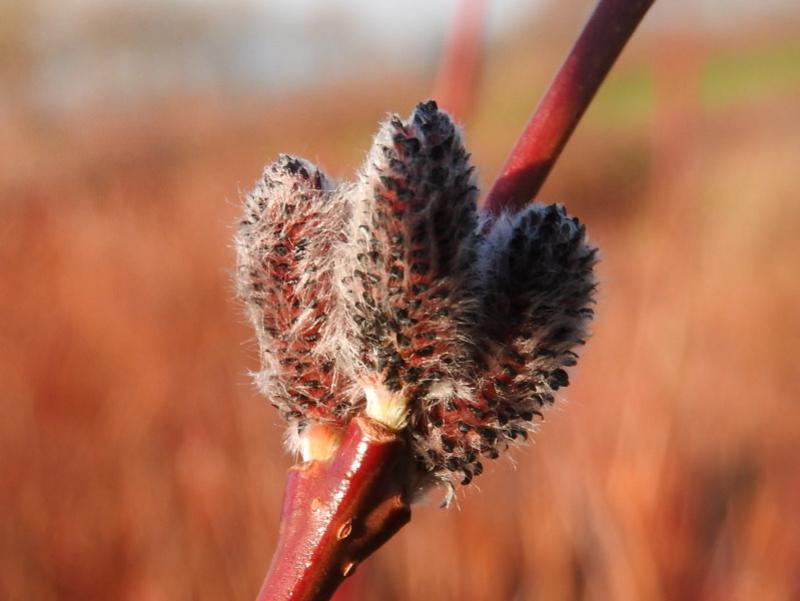 Kätzchen der Salix miyabeana