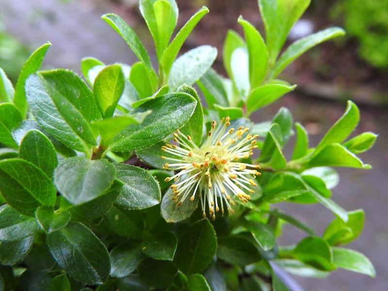 Salix saxatilis blüht im frühen Frühjahr