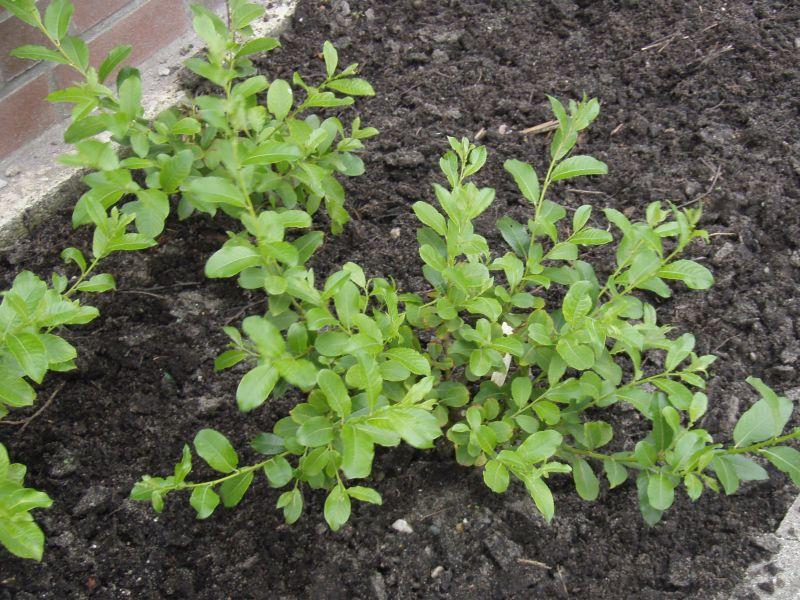 Junge Pflanzen von Salix waldsteiniana x appendiculata