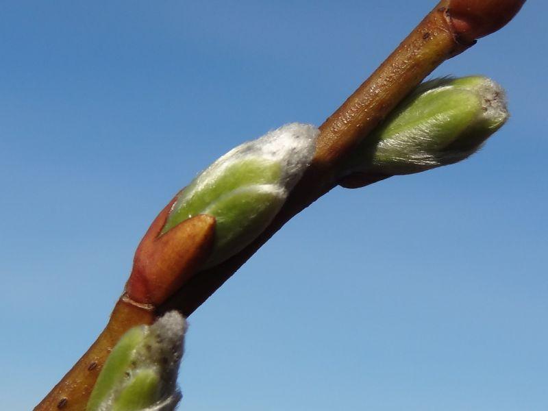 Salix waldsteiniana x appendiculata: Blütenkätzchen kurz vor dem Öffnen