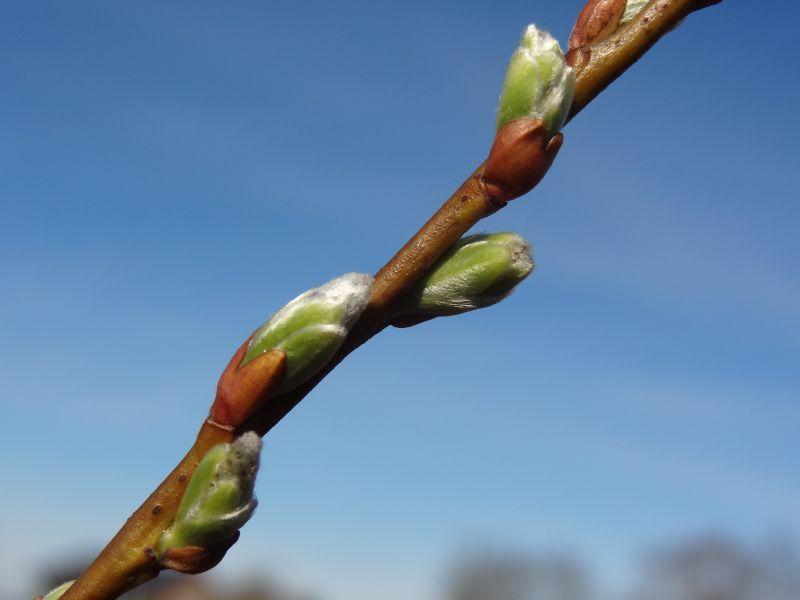 Blütentrieb von Salix waldsteiniana x appendiculata (Aufnahme ca. Mitte April)