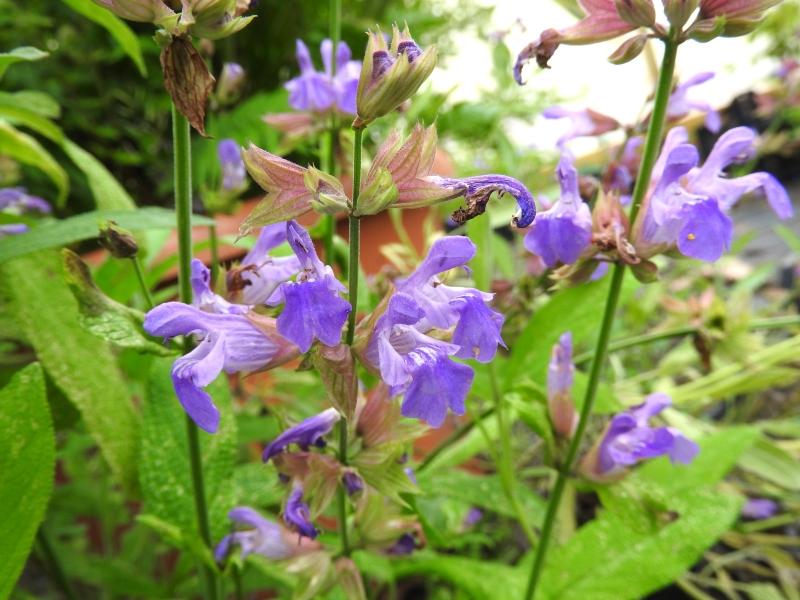 Salvia officinalis - blaue Blüten