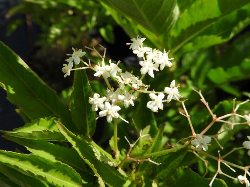 Der Grünfruchtende Holunder Viridis trägt weiße Blüten.