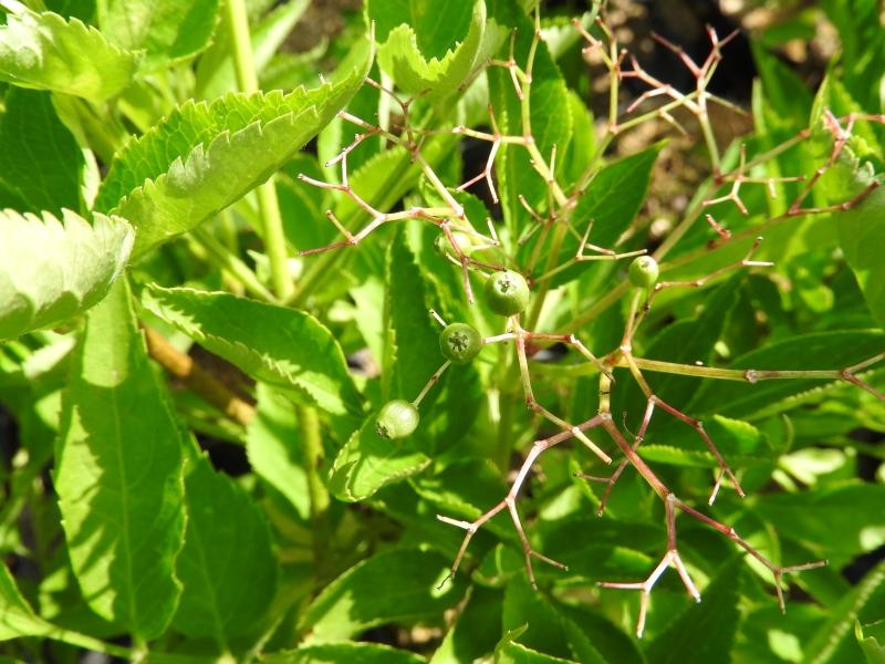 Erste grüne Beeren des Holunders Viridis