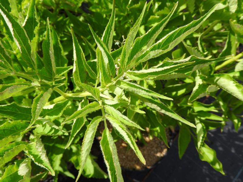 Grünfruchtender Holunder Viridis - stark geschlitztes Blatt