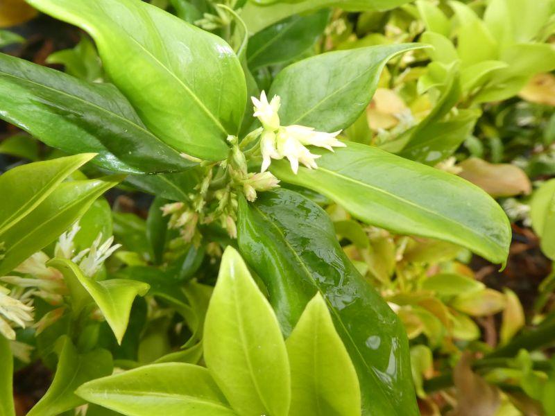 Sarcococca ruscifolia