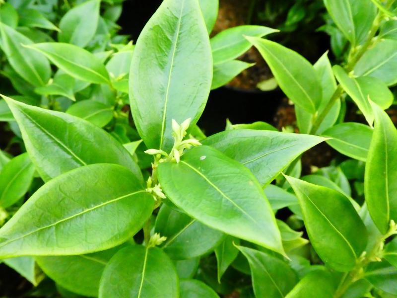 Sarcococca ruscifolia