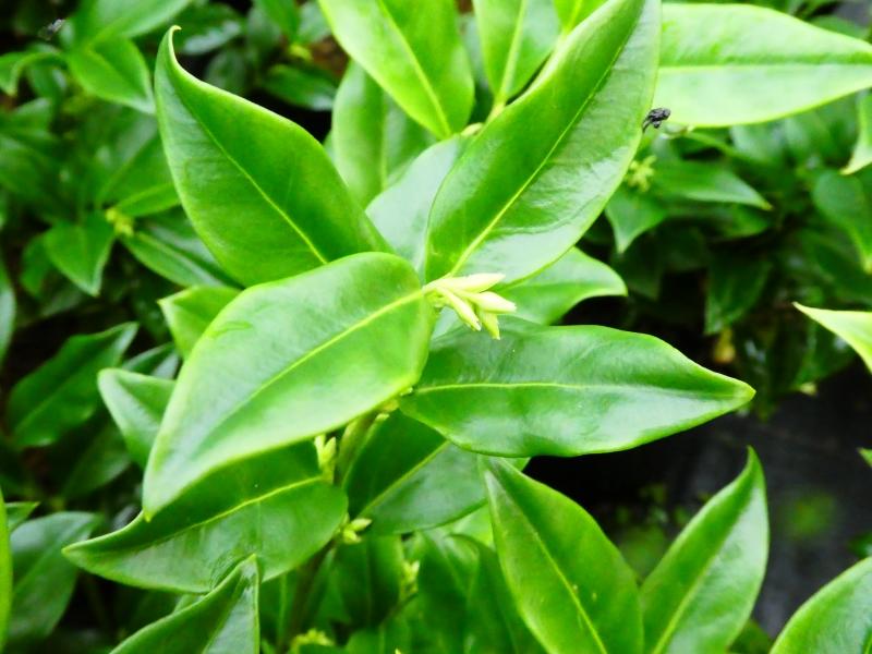 Sarcococca ruscifolia