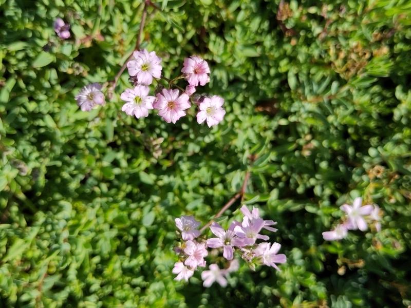 Gypsophila repens Rosea