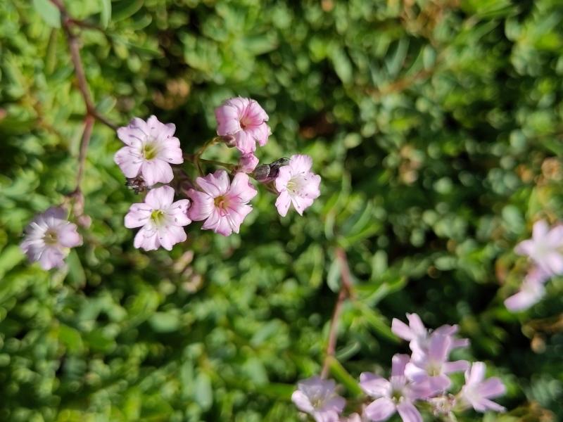 Gypsophila repens Rosea