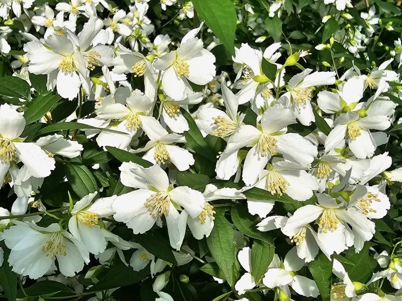 Smultronschersmin, Småblommig schersmin Silberregen, Philadelphus Silberregen