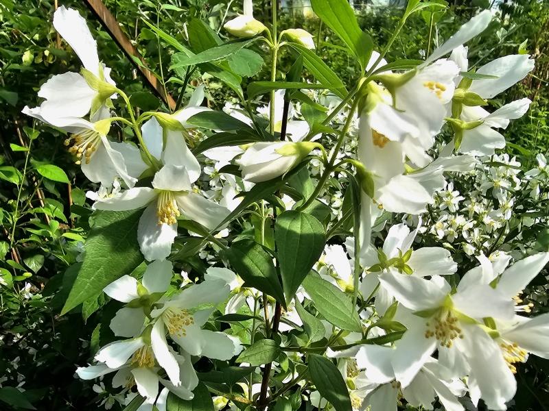 Smultronschersmin, Småblommig schersmin Silberregen, Philadelphus Silberregen