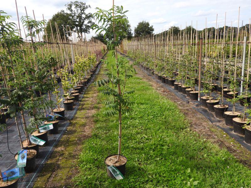 Rönn Fingerprint, Sorbus aucuparia Fingerprint