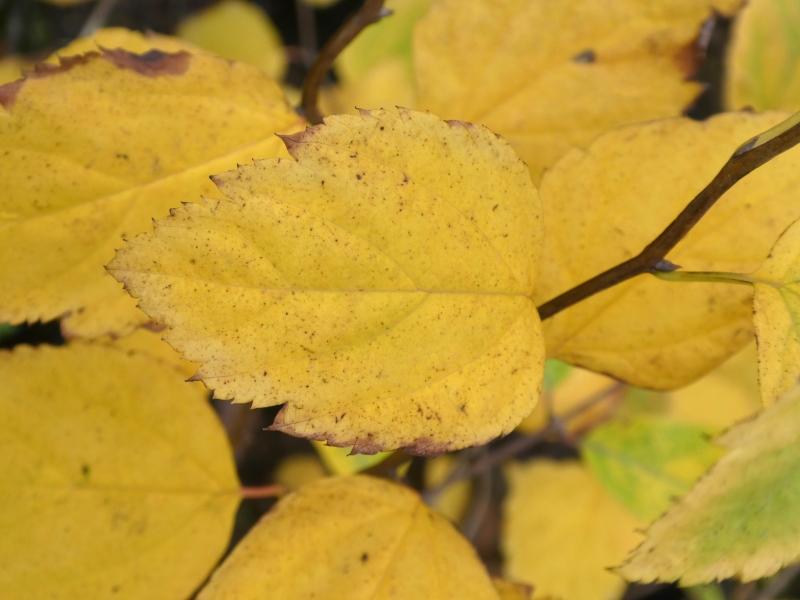 Spiraea chamaedryfolia, kvastspirea, Spiraea flexuosa