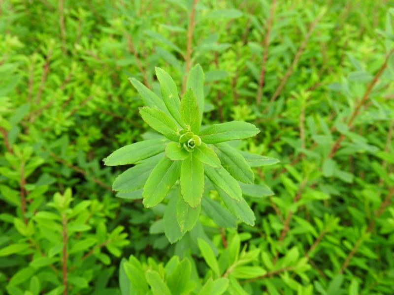 Strauchspiere Flächenfüller - hellgrünes Sommerlaub