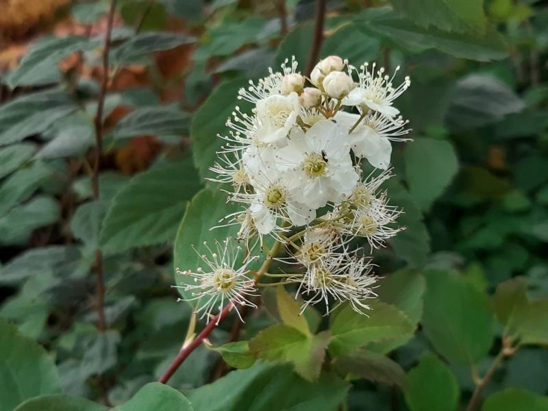 Spiraea chamaedryfolia, kvastspirea, Spiraea flexuosa