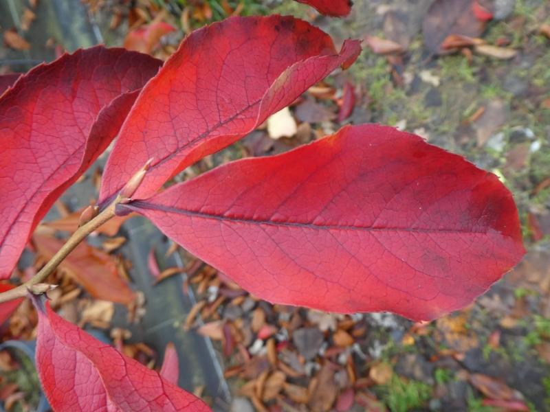 Rote Herbstfärbung der Aufrechten Scheinkamelie