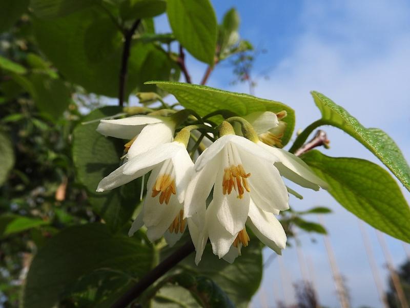 Storbladig storax, Styrax obassia