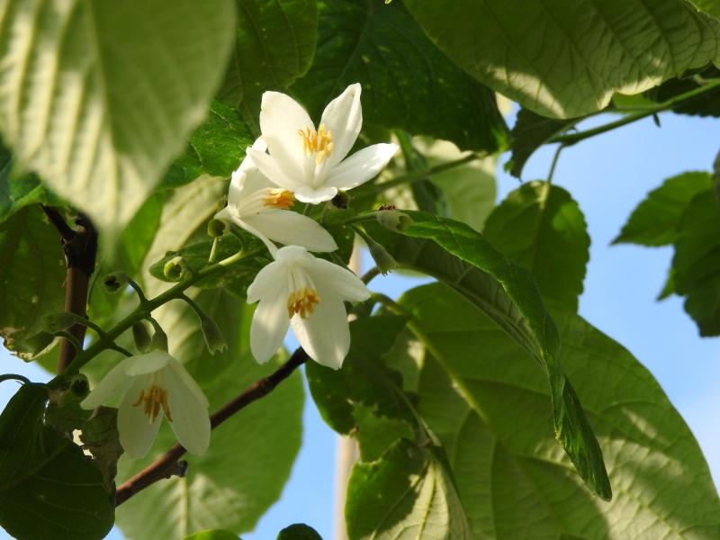 Storbladig storax, Styrax obassia