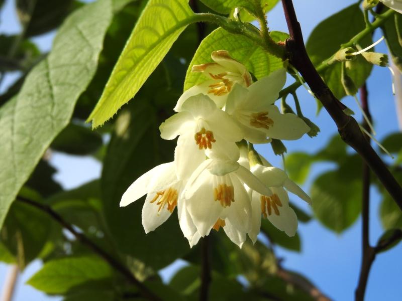 Storbladig storax, Styrax obassia