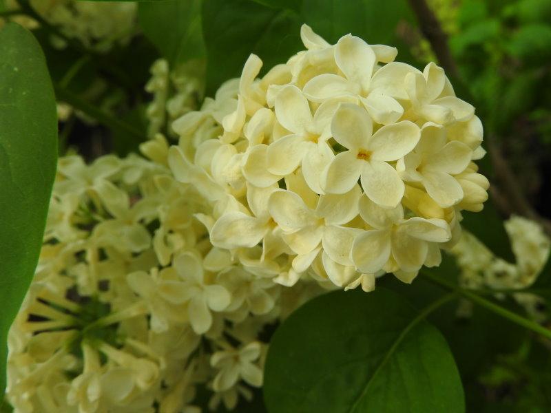 Syringa vulgaris Primrose, Blüte