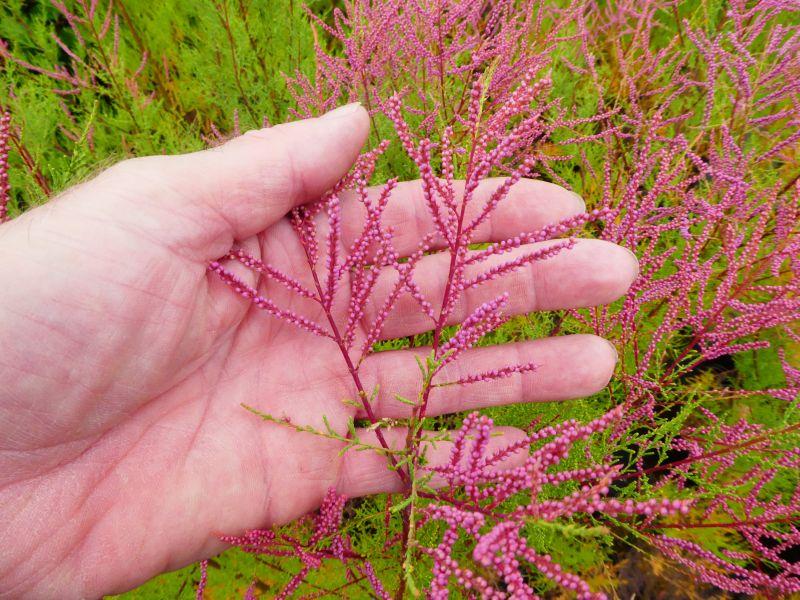 Tamarix tetrandra in Blüte