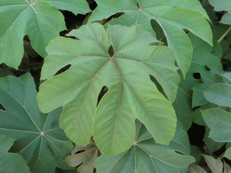Reispapierbaum - immergrüne Blätter
