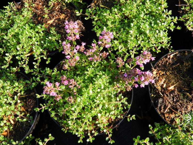 backtimjan, Thymus serpyllum