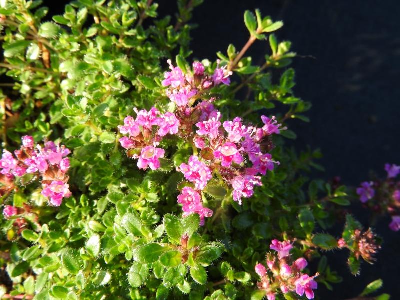 backtimjan, Thymus serpyllum