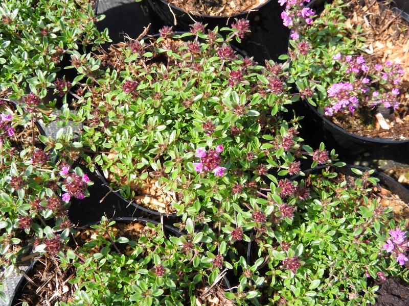 backtimjan Creeping Red, Thymus serpyllum Creeping Red