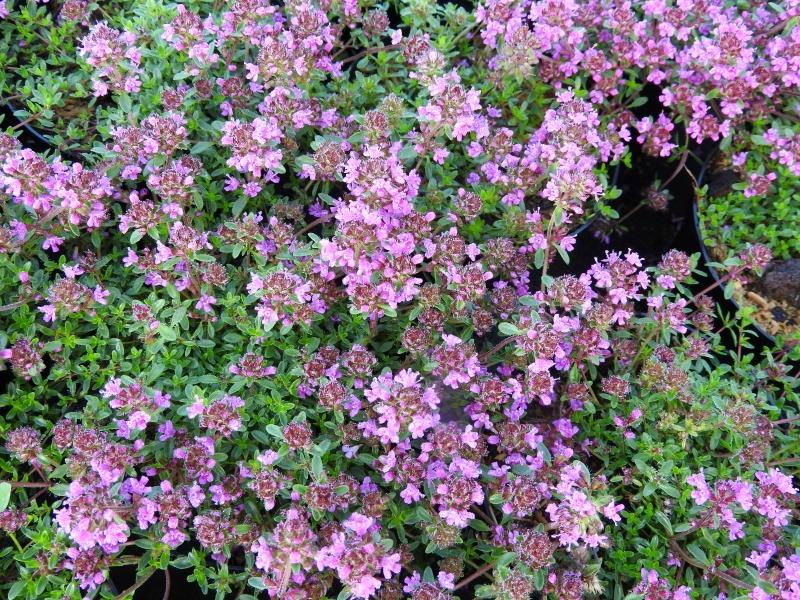 Sand-Thymian Creeping Red mit zahlreichen rosa Blüten.