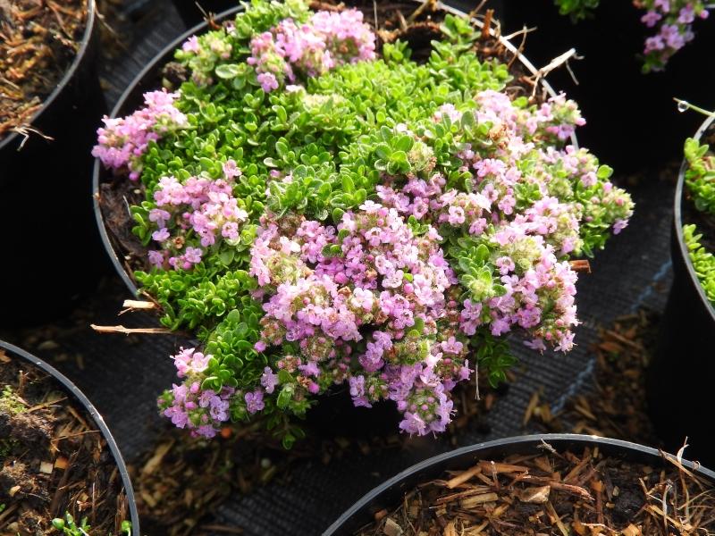 backtimjan Teracina, Thymus serpyllum Teracina