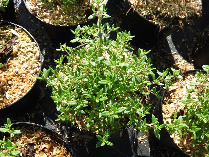 Timjan Fredo, Thymus vulgaris Fredo