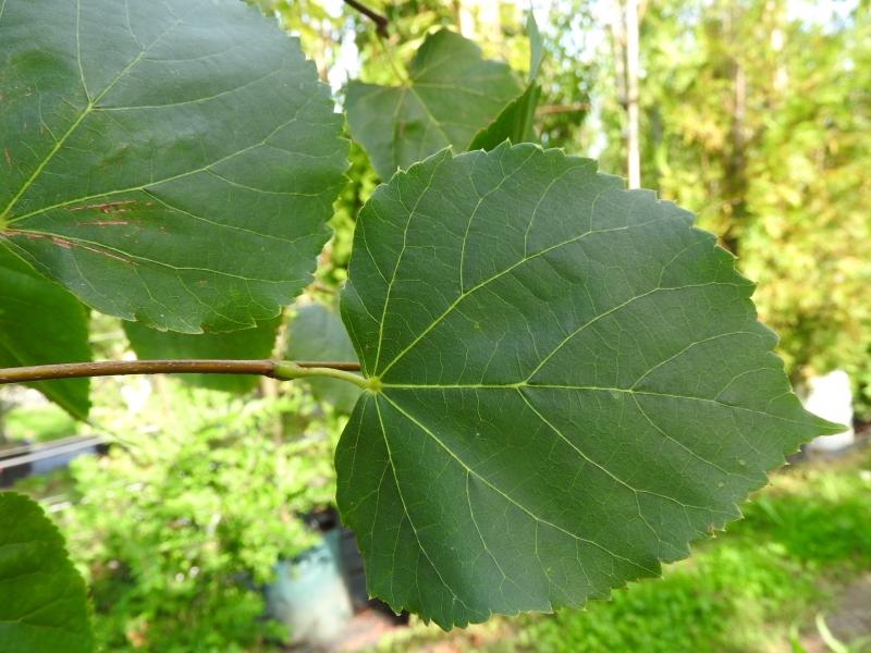 Skogslind Greenspire, Tilia cordata Greenspire