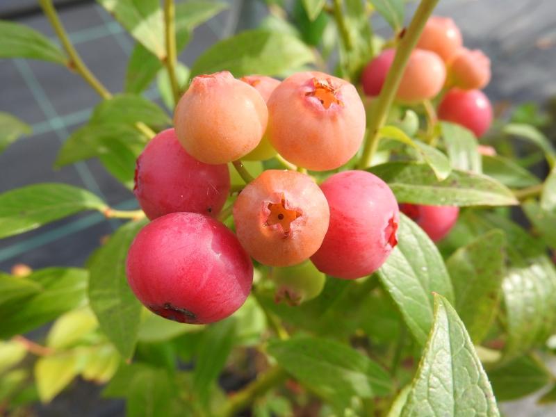 Rosa Beeren der Kultur-Heidelbeere Pink Lemonade