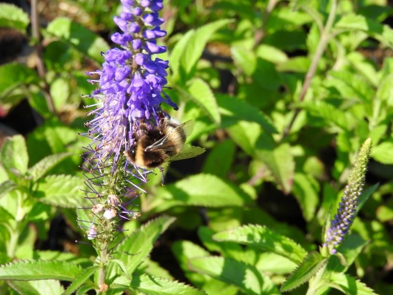 .Veronica longifolia Blauriesin