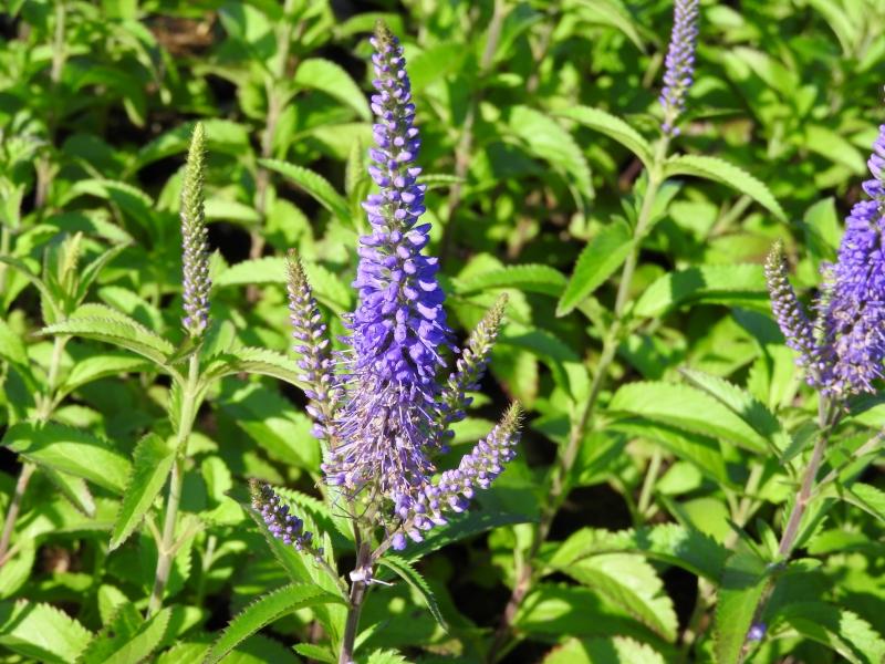 .Veronica longifolia Blauriesin