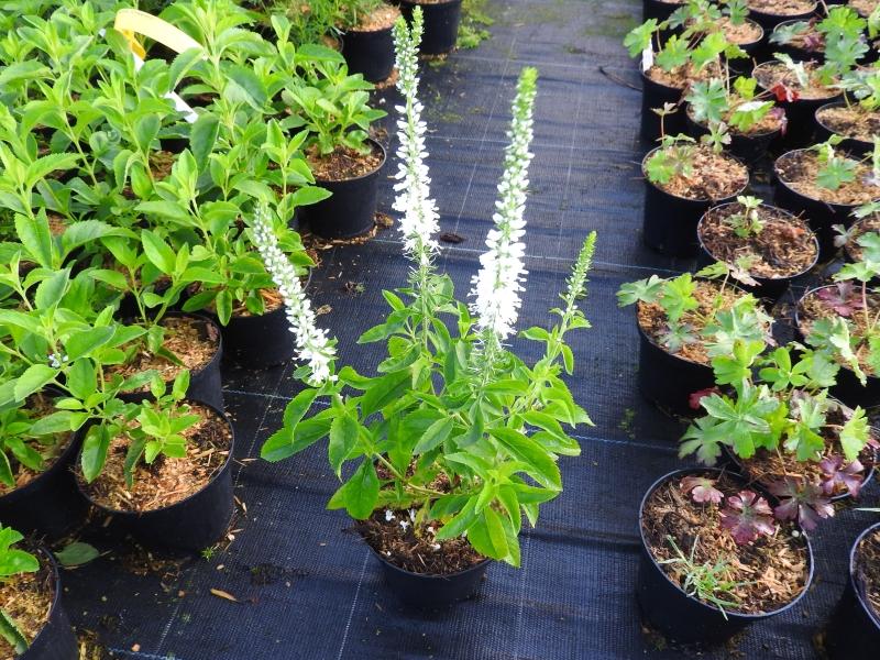 Strandveronika Schneeriesin, Veronica longifolia Schneeriesin