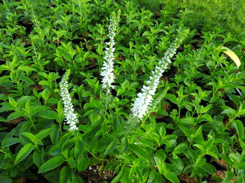 Strandveronika Schneeriesin, Veronica longifolia Schneeriesin