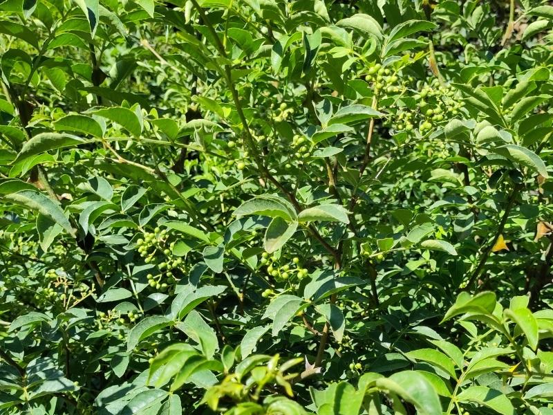 Kinesiskt pepparträd, Zanthoxylum simulans