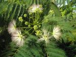 Albizia julibrissin - Seidenbaum, Schlafbaum