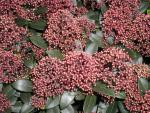 Skimmia japonica Rubella - Blüten-Skimmie