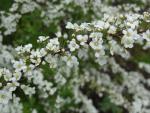 Spiraea arguta